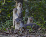 Asian Small-clawed Otter - Aonyx cinereus