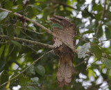 Large Frogmouth - Grote Kikkerbek - Batrachostomus auritus