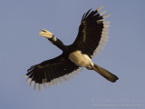 Oriental Pied Hornbill - Bonte Neushoornvogel - Anthracoceros albirostris