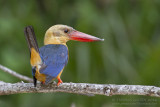 Stork-billed Kingfisher - Ooievaarsbekijsvogel - Pelargopsis capensis