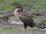 Kuifaalscholver - Eurasian Shag