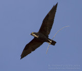 Bat Hawk - Vleermuiswouw - Macheiramphus alcinus