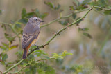 Gekraagde Roodstaart - Common Redstart