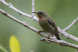 Crimson Sunbird - Geelrughoningzuiger - Aethopyga siparaja
