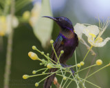 Copper-throated Sunbird - Koperkeelhoningzuiger - Leptocoma calcostetha