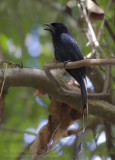 Greater Racket-tailed Drongo - Vlaggendrongo - Dicrurus paradiseus