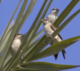 Indian Silverbill - Loodbekje - Euodice malabarica