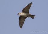 Pale Crag Martin - Vale Rotszwaluw - Ptyonoprogne obsoleta