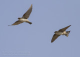 Pale Crag Martin - Vale Rotszwaluw - Ptyonoprogne obsoleta