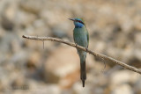 Green Bee-eater - Kleine Groene Bijeneter - Merops orientalis