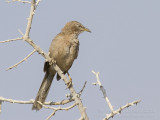 Arabian Babbler - Arabische Babbelaar - Turdoides squamiceps