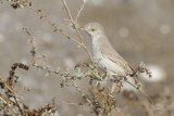 Asian Desert Warbler - Woestijngrasmus - Sylvia nana