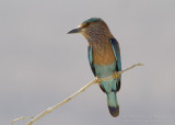 Indian Roller - Indische Scharrelaar - Coracias benghalensis