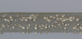 Great Knot - Grote Kanoet - Calidris tenuirostris