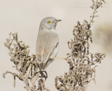 Asian Desert Warbler - Woestijngrasmus - Sylvia nana