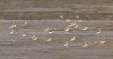 Lesser Sand Plover - Mongoolse Plevier - Charadrius mongolus