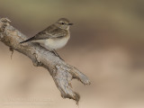 Pied Wheater - Bonte Tapuit - Oenanthe pleschanka