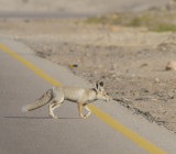 Arabian Red Fox - Vulpes vulpes arabica