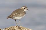 Lesser Sand Plover - Mongoolse Plevier - Charadrius mongolus