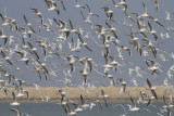 Slender-billed Gull - Dunbekmeeuw - Chroicocephalus genei