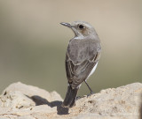 South Arabian Wheatear - Arabische Tapuit - Oenanthe lugentoides
