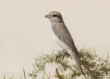 Red-tailed Shrike - Turksestaanse Klauwier - Lanius phoenicuroides