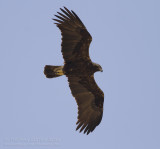 Eastern Imperial Eagle - Keizerarend - Aquila heliaca