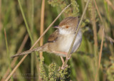 Graceful Prinia - Gestreepte Prinia - Prinia gracilis