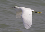 Western Reef Heron - Westelijke Rifreiger - Egretta gularis
