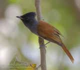 African Paradise Flycatcher - Afrikaanse Paradijsmonarch - Terpsiphone viridis