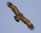 Steppe Eagle - Steppearend - Aquila nipalensis