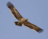 Steppe Eagle - Steppearend - Aquila nipalensis