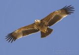 Eastern Imperial Eagle - Keizerarend - Aquila heliaca