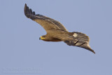 Steppe Eagle - Steppearend - Aquila nipalensis