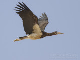 Abdim's Stork - Abdims Ooievaar - Ciconia abdimii