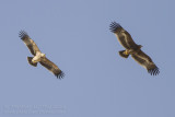Eastern Imperial Eagle - Keizerarend - Aquila heliaca