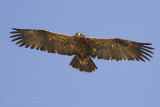 Steppe Eagle - Steppearend - Aquila nipalensis