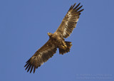 Steppe Eagle - Steppearend - Aquila nipalensis