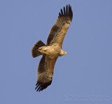 Eastern Imperial Eagle - Keizerarend - Aquila heliaca