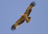 Eastern Imperial Eagle - Keizerarend - Aquila heliaca
