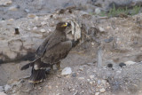 Steppe Eagle - Steppearend - Aquila nipalensis