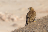 Eastern Imperial Eagle - Keizerarend - Aquila heliaca