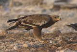 Steppe Eagle - Steppearend - Aquila nipalensis