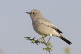Blackstart - Zwartstaart - Cercomela melanura