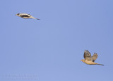 Grey Hypocolius - Zijdestaart - Hypocolius ampelinus