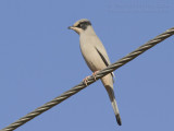 Grey Hypocolius - Zijdestaart - Hypocolius ampelinus