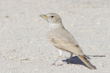 Desert Lark - Woestijnleeuwerik - Ammomanes deserti