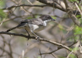 Arabian Warbler - Arabische Zwartkop - Sylvia leucomelaena