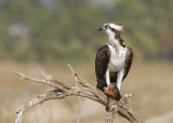 Western Osprey - Visarend - Pandion haliaetus