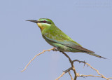 Blue-cheeked Bee-eater - Groene Bijeneter - Merops persicus